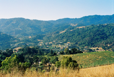 [Looking from atop a hillside at neat rows of green on a level below. Beyond that are more hills densely covered with trees.]